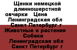 Щенки немецкой длинношерстной овчарки › Цена ­ 15 000 - Ленинградская обл., Санкт-Петербург г. Животные и растения » Собаки   . Ленинградская обл.,Санкт-Петербург г.